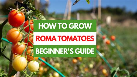 How to Grow Roma Tomatoes: The Complete Plant Guide